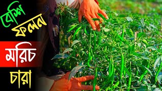 মরিচের চারা বিক্রি হচ্ছে অনলাইনে | বেশি ফলনের মরিচের চারা বিক্রি হচ্ছে | জামাল উদ্দিন কুড়িগ্রাম