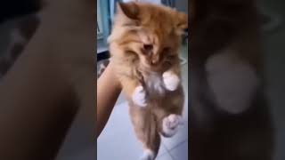 cat drops its food and cries