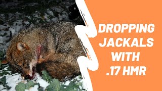 Hunting with .17 HMR - Dropping jackals in their tracks