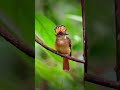 Pacific Royal Flycatcher