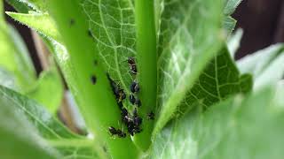 Aphidius colemani, a parasitic wasp among ants and aphids. Lens is Laowa macro lens 24/f 14