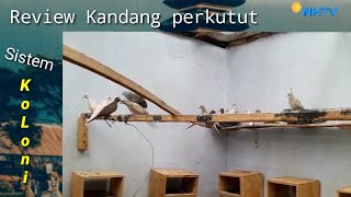 🔴Kandang Perkutut Sistem KoLoni Lihat lebih dekat