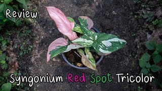 Review Syngonium Red Spot Tricolor เงินไหลมา3สี