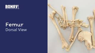 BONAVI - Bone Navigation Videos. Thighbone or Femur | PMU