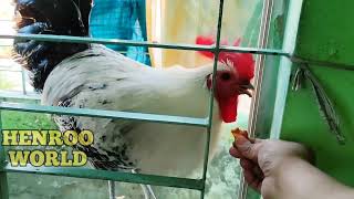 Fayoumi Rooster Is Eating Date Fruit / Egyptian Fayoumi Chicken