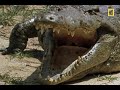 croc vs. monitor lizard national geographic