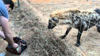 Hyena Laughing