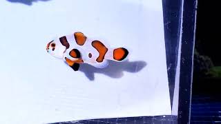 Orange Storm Clownfish WYSIWYG Pair at Pacific East Aquaculture