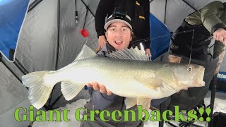 Fishing for GIANT Lake Winnipeg Greenback Walleye!!