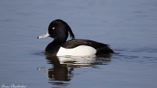 Fuligule Morillon / Tufted Duck / Aythya Fuligula