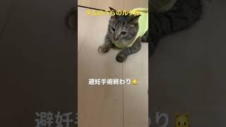 避妊手術終わり🐱 #猫 #子猫 #保護猫 #キジトラ #ねこ #猫動画 #猫のいる暮らし #shorts