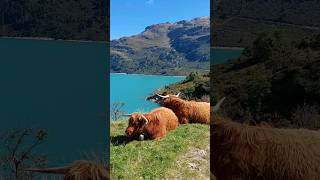 the swiss way of takin' it easy #swissmountains #cows