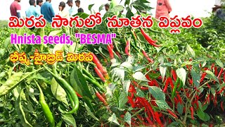 Chilli Farming | Hnista Hybrid Seeds Besma | Chilli Cultvation by Sr Agriculture Telugu