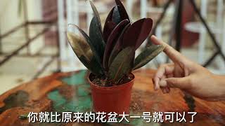 橡皮树怎么养？园艺师教你，橡皮树的详细养护技巧