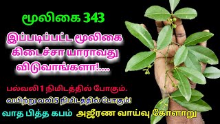 மிளகரணை|Milakaranai|milagaranai|Toddalia Asiatica|orange climber|dagana|அலசல்|Alasal