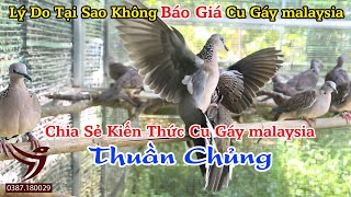 Lý Do Tại Sao Không Báo Giá Cu Gáy malaysia-Chia Sẻ Kiến Thức Cu Gáy malaysia(Thuần Chủng)