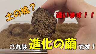 【驚愕】摩訶不思議な進化の繭がケースの中に量産されていました！【シロヘリミドリツノカナブン】