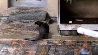 コロンは走る、泳ぐ、走る！（市川市動植物園　コツメカワウソのコロンとマロン）#otter