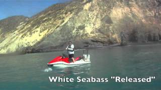 White Seabass Release