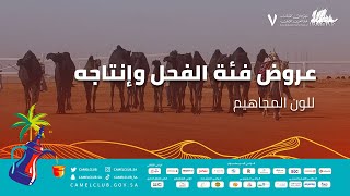 عروض فئة الفحل وإنتاجه للون المجاهيم ضمن منافسات #مهرجان_الملك_عبدالعزيز_للإبل7