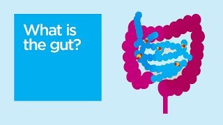 What is the gut?