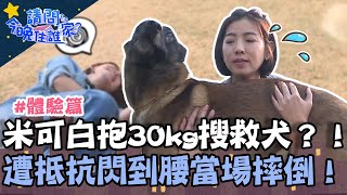 打工團化身訓犬員！米可白挑戰公主抱30kg搜救犬 遭強烈抵抗閃到腰當場摔倒！【請問 今晚住誰家】體驗篇 20230404 EP724 Part2 竇智孔 黃鐙輝