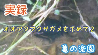 実録 オオアタマクサガメを求めて２