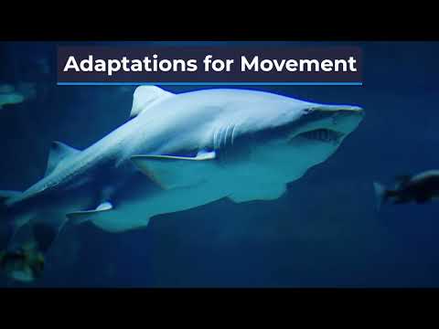 Why do aquatic animals survive in water?