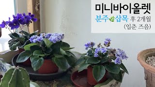 미니바이올렛 삽목🌿🪴 2개월 후~* (입춘 즈음 삽목, 분주 2개월 후)