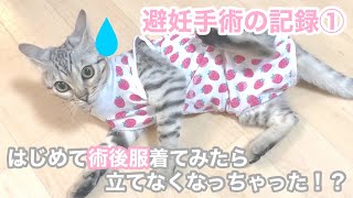 シルバーベンガルの子猫の避妊手術の記録① 手術2日前・前日編