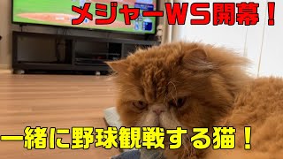 メジャーリーグWS開幕！猫と一緒に野球観戦しました。