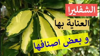 نبتة الشفليرا، كيفية العناية به و رعايته، بعض اصنافه النادرة Schefflera actinophylla - elegantissima