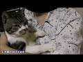 赤ちゃん抱っこされて幸せ気分の甘えん坊猫リキちゃん☆気づいたらおっさん座りにされている！？パパ大好きネコ【リキちゃんねる　猫動画】cat videos キジトラ猫との暮らし