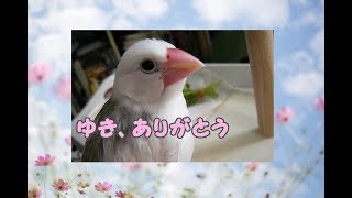 文鳥の介護#80 ゆき、ありがとね Rest in peace. 8year old java sparrow.