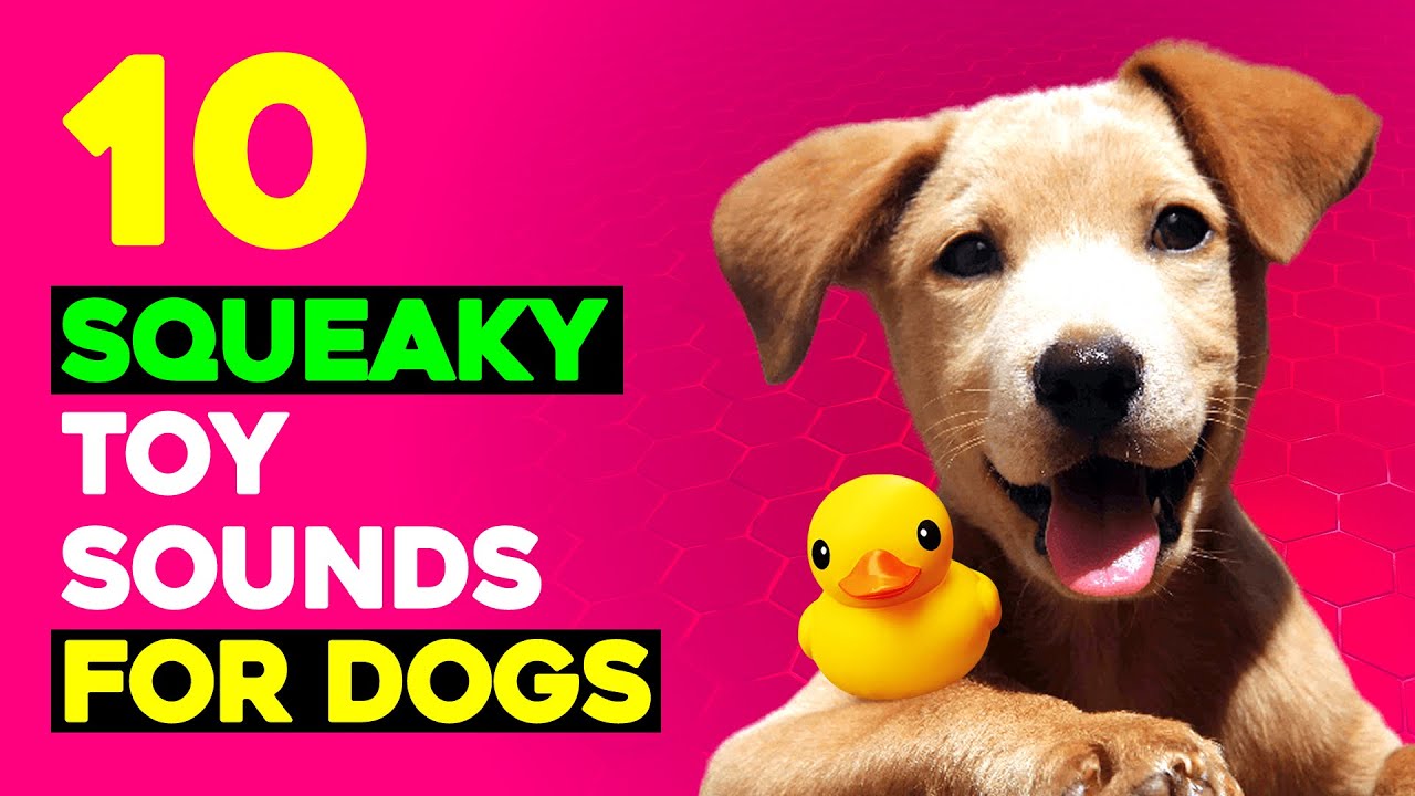 10 Squeaky Toys Sounds For Dogs Sounds That Call Dogs Youtube