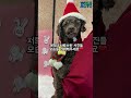 이렇게 사진을 찍으면 산타가 우리에게도 가족을 보내줄까요 구조견들의 어느 특별한 날 christmas 크리스마스 강아지 유기견 강아지입양 강아지 강아지브이로그