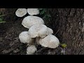 流水響郊遊徑全走 九龍坑山 香港野菇 lau shui heung country trail cloudy hill