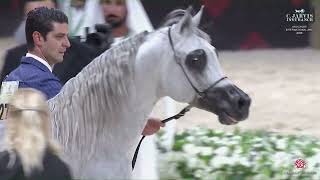 N 277 FD RAFALE   Abu Dhabi International AHC 2025   Stallions 4+ Years Old Section A Class 8A