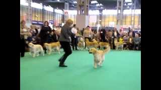 Ritzilyn Rinky Dink, Crufts 2012 (by Waterbabies) 1