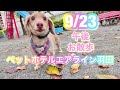 9 23 午後☁️ワンちゃんお散歩〜ドックラン〜 猫ちゃん〜キャットルームのご様子です♪羽田空港近くのペットホテルエアライン羽田にご宿泊中のペットちゃん達です♡無料送迎なので楽々チェックイン‼︎