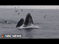 Scientists use AI to help track whale migration