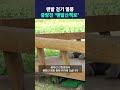 맨발 걷기 열풍 중랑천 맨발산책로 딜라이브뉴스 shorts