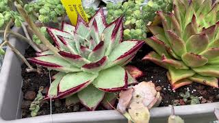 Sukulent ve kaktüslerimi taşınma öncesi nasıl toparlıyorum #vlog #cactus #succulents