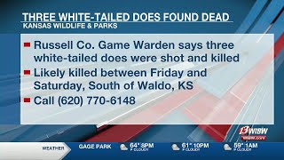 Kansas Wildlife \u0026 Parks search for person that killed 3 white-tailed does