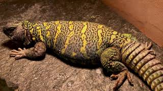 Green Male Ornate Uromastyx