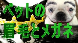 犬に眉毛を書いたり眼鏡をかけてみると表情があるように見える