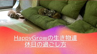 【癒し】HappyGrowの休日の過ごし方