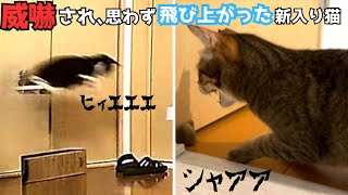 先住猫が扉越しに威嚇！新入り猫、びっくりしすぎて‥【保護猫】