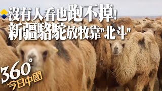 【360°今日中國】沒有人看也跑不掉!新疆阿勒泰駱駝帶北斗定位項圈 智慧放牧一「機」搞定 @全球大視野Global_Vision  20220321