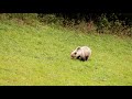 the brown bear grazes in oravice orava medveď hnedý sa pasie v oraviciach orava